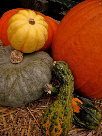 Fall-Autumn 6