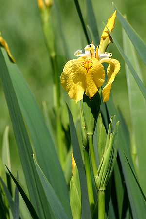 SS08-0031.jpg