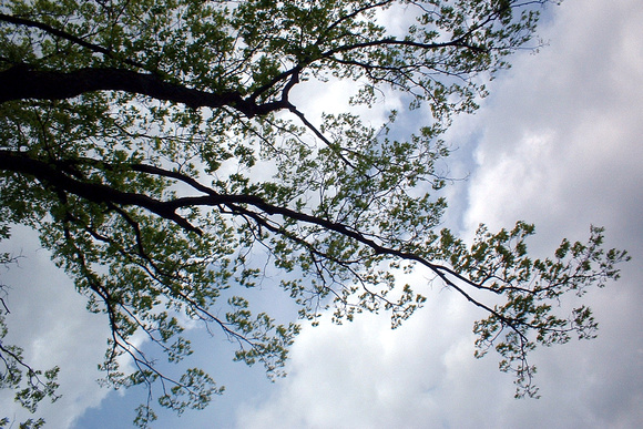 SS081-0015.jpg