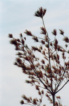 SS08-0001.jpg