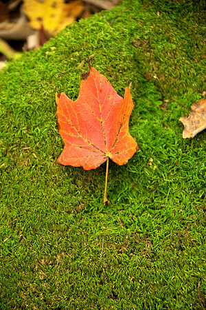 FallHike 31