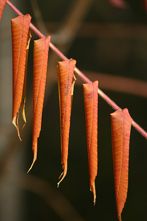 SS081-0125.jpg