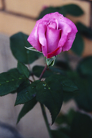 SS08-0062.jpg