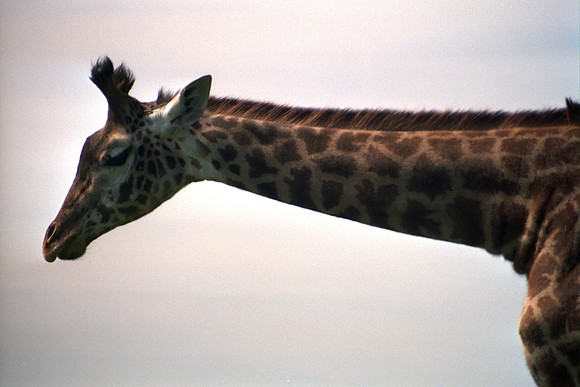 SS073-0051.jpg