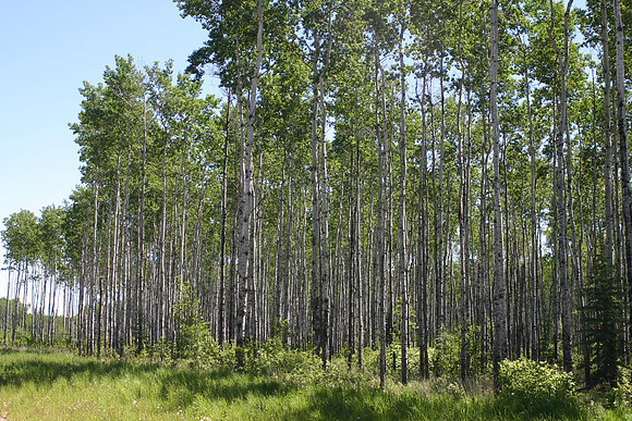 SS081-0044.jpg