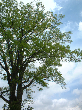 SS081-0014.jpg