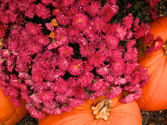 Fall-Autumn 4