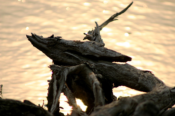 SS081-0113.jpg
