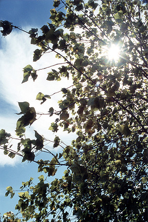 SS081-0008.jpg