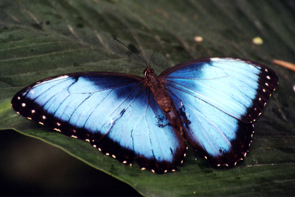 SS06-0064.jpg