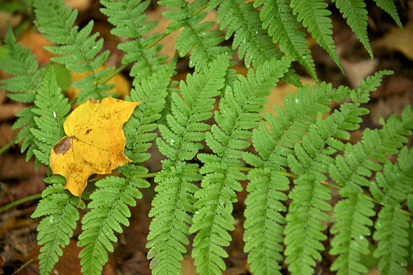 FallHike 34