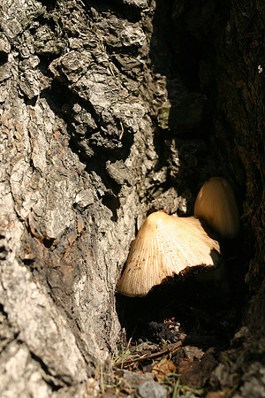 SS081-0054.jpg