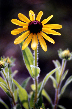 SS08-0039.jpg