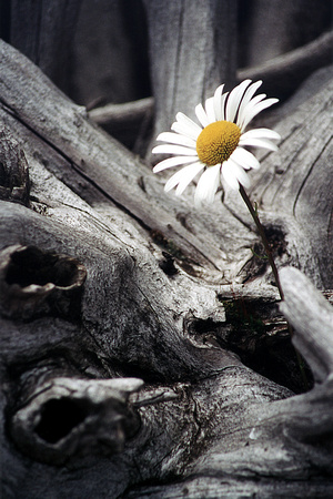 SS08-0004.jpg