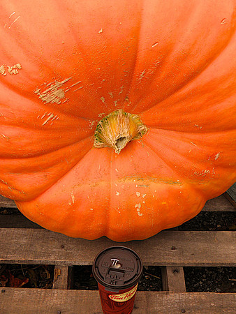 Fall-Autumn 26