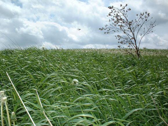 SS05-0012.jpg