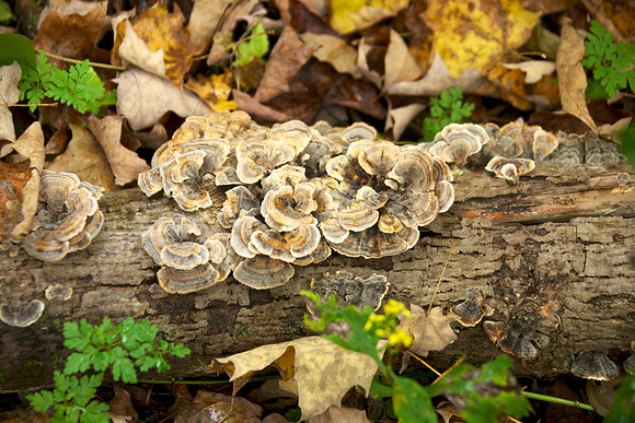 FallHike 39