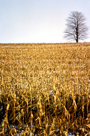 SS05-0011.jpg