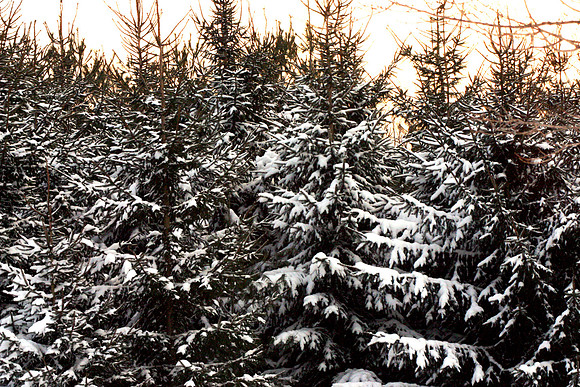 SS081-0106.jpg