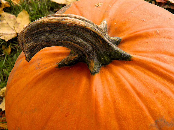 Fall-Autumn 24