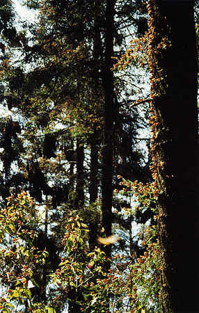 SS062-0073.jpg