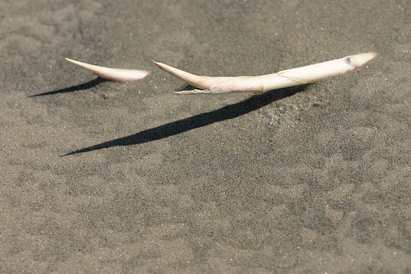 SS09-0033.jpg