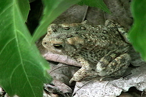 SS072-0016.jpg