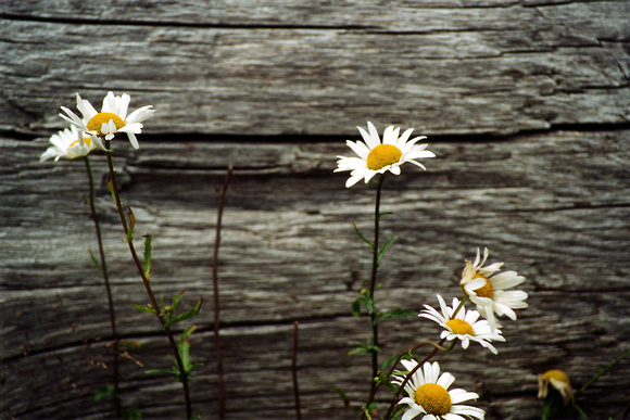 SS08-0005.jpg