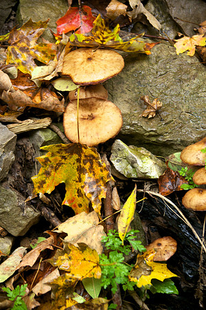 FallHike 44