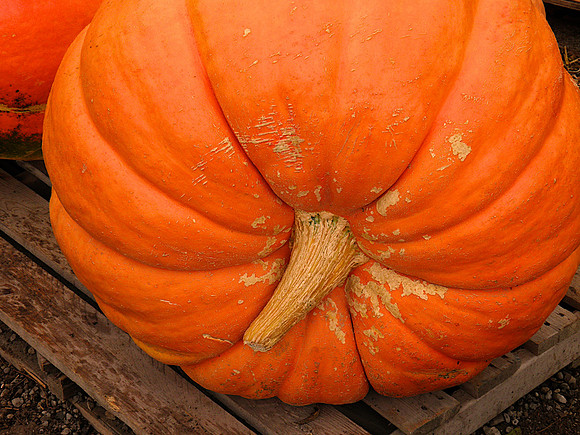 Fall-Autumn 25