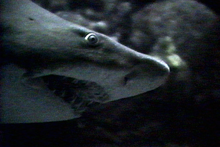 SS074-0050.jpg