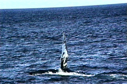 SS074-0052.jpg