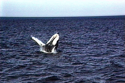 SS074-0053.jpg