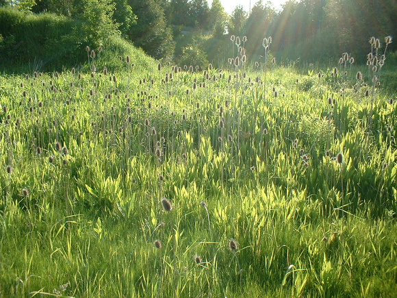SS05-0013.jpg