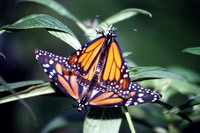 The Monarch Butterfly