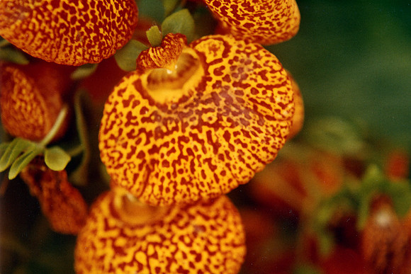 SS08-0040.jpg