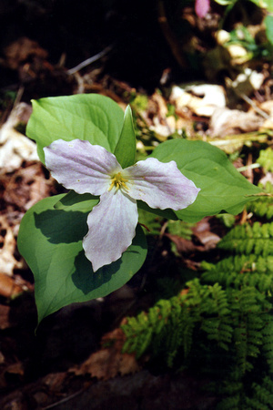 SS08-0014.jpg